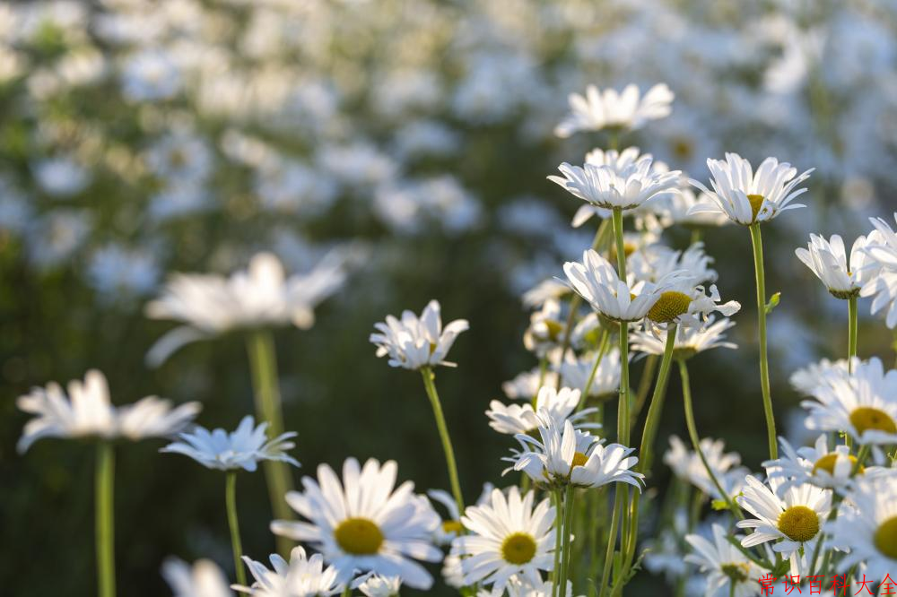 2024年云南国土资源职业学院在广东计划招生人数（附学费及专业录取分）